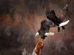 eagles-in-flight